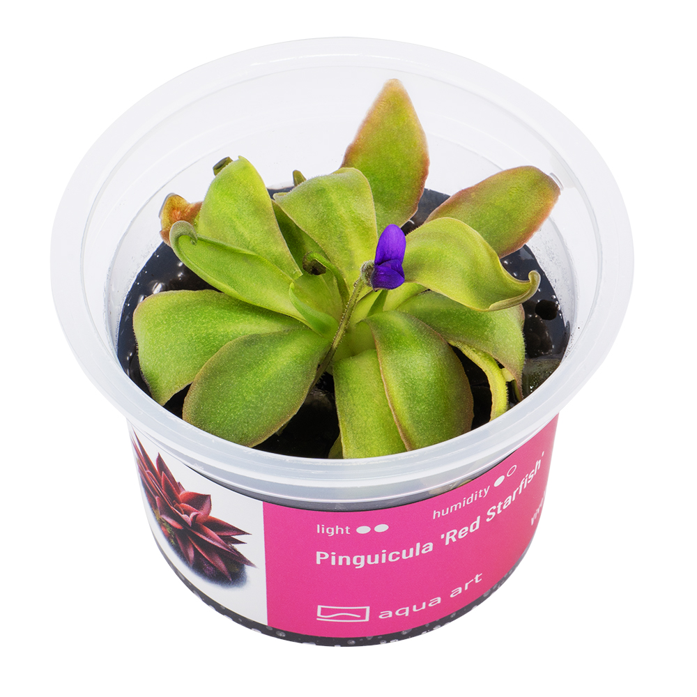 X4100 Pinguicula 'Red Starfish' - top.jpg